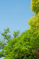 branches of green trees and blue sky