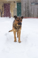 Snowfall and dog