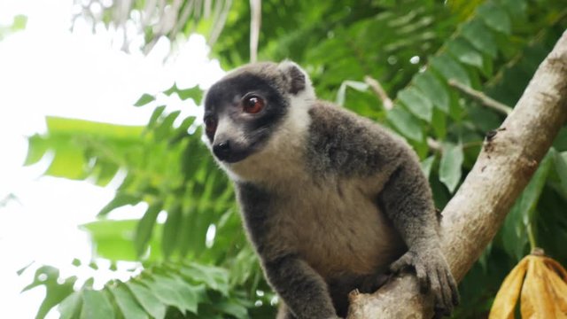 Close up, lemur on tree branch in Comoros