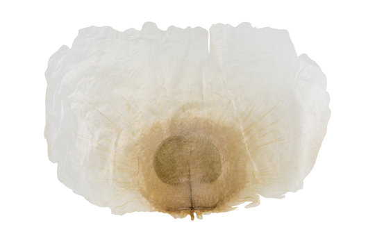 Closeup of the surface of the seed Pegasus (Oroxylum indicum Vent.). The Oroxylum indicum seed is used in the traditional Indian 
 and Chinese medicine.