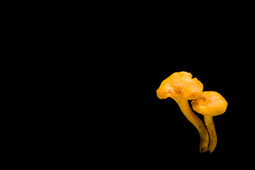 Fresh chanterelle mushrooms on the black background. Healthy eating and lifestyle.