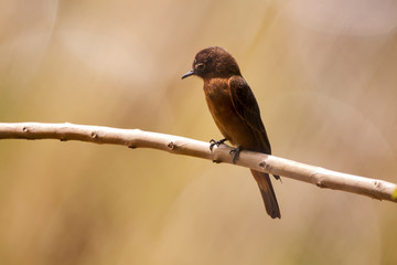 Cliff Flycatcher