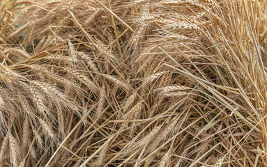 Golden wheat in the sun