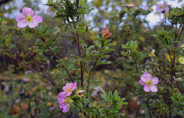 autumn briar roses natural coleus bright yellow beauty ivy color abstract flowers season tree flora foliage colorful flower autumn leaves nature green leaf red fall plant garden maple 