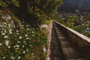 Stone staircase to Kotor's castle of San Giovanni. View to steps, Kotor Old Town rooftops and wild mountain flowers.