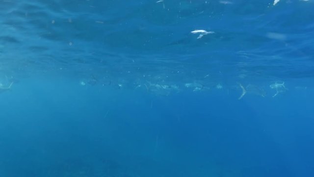 POV, tarpons swim by surface of Indian Ocean