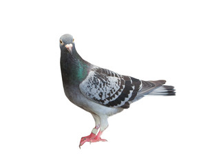 full body of homing pigeon bird isolated white background © stockphoto mania
