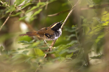 White-bibbed Antbird