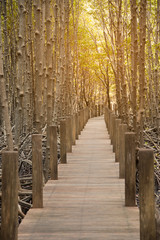 Fototapeta na wymiar Wood for walkway, Wooden bridge