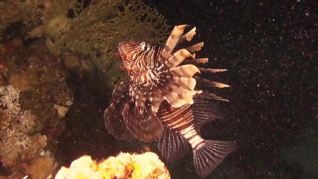 POV, lionfish swims in Red Sea