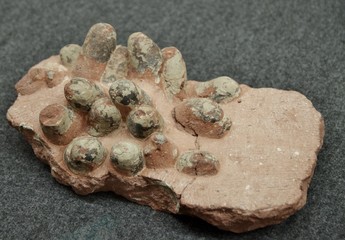 恐竜の卵の化石
