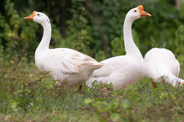 White geese