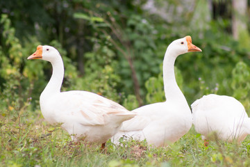 Obraz premium White geese