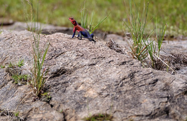 Red headed rock agama sitting on rock displaying dark blue tail, Masai Mara, Kenya, Africa