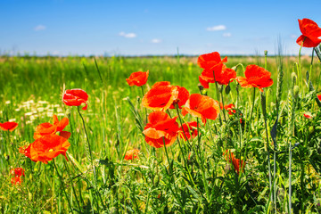 red poppies in wheat field, blue sky