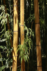 Bambous de Montpellier