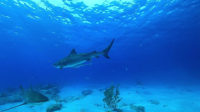 Tiger shark hunts in shallow water, POV