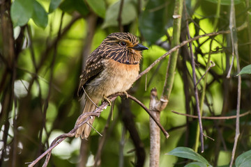 Puffbird
