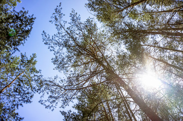 Fototapeta premium Sunset in the pine forest in spring.