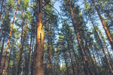 Fototapeta premium Sunset in the pine forest in spring.