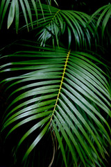 Green palm leaf, Palm leaves dark green background.