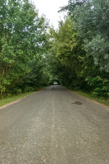 Fototapeta na wymiar Old asphalt road in the forest