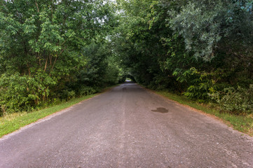 Old asphalt road in the forest