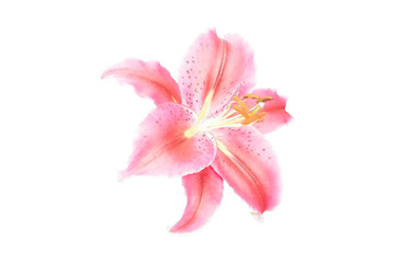water paint pink Lily flower on white