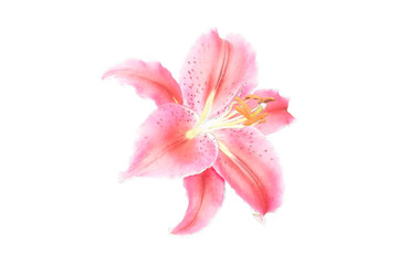 Fototapeta premium water paint pink Lily flower on white