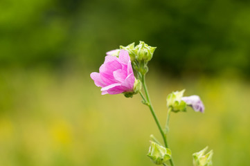 Closeup photo of pink wildflower with dew on the meadow