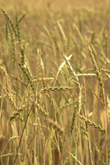 Green wheat on the field. Plant, nature, rye. Rural summer field landscape.