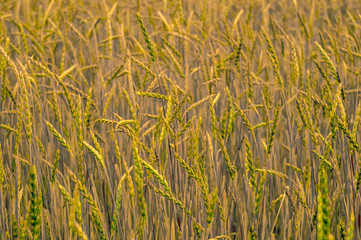 Green wheat on the field. Plant, nature, rye. Rural summer field landscape.