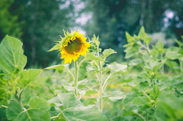 Beautiful young sunflower head with golden petals on the field. Toned, old style classic photo.