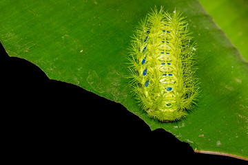 Fototapeta premium cute green catepillar on banana leaf