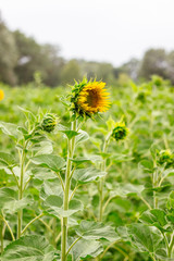 Beautiful young sunflower head with golden petals on the field. Toned, old style classic photo.