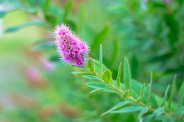 Pink bud on the bush in summer