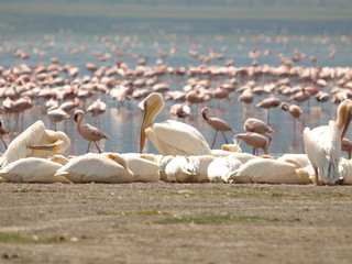 Fototapeta premium Flamingos at Lake Nakuru Kenya on 05-07-16 Photo: Michael Buch