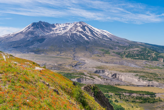 Amazing view of flowers and hills near big volcano along a fascinating Harry's Ridge Trail. Mount St Helens National Park, South Cascades in Washington State, USA