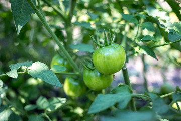 A closeup photo of green tomatoes in the garden
