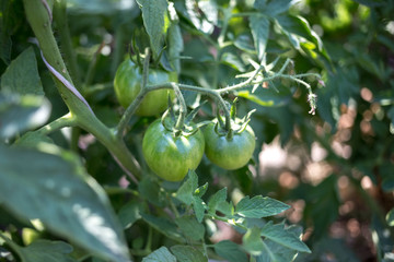 Unripe cherry tomatoes in a greenhouse in the countryside