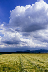 Wheat field and storm clouds on summer day.