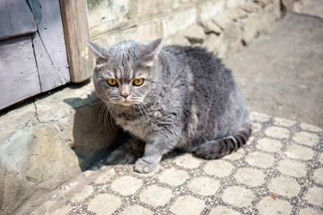 Big grey cat with orange eyes in the village