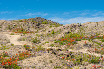 Amazing view of flowers and hills near big volcano along a fascinating Harry's Ridge Trail. Mount St Helens National Park, South Cascades in Washington State, USA