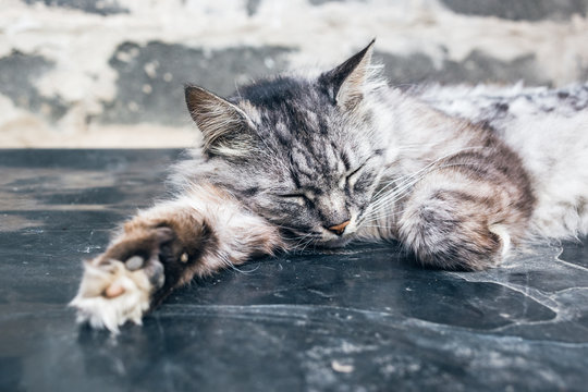Gray cat sleep on the dirty surface