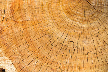 cut of bark with annual rings of year as background or  texture