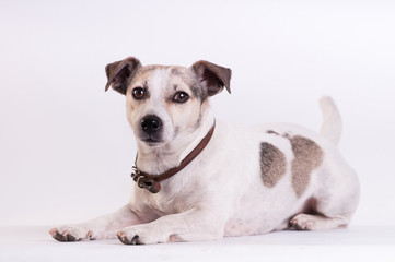 Fototapeta premium Jack Russell Terrier at studio on white