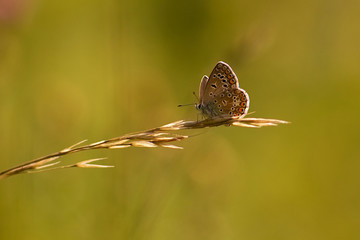 Phengaris nausithous