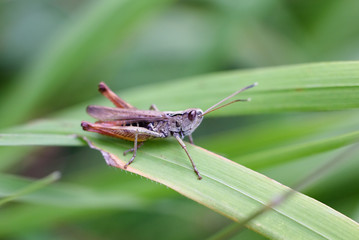 Tettigonioidea