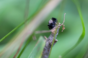 Black spider