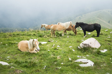 Horses on mountain pastures.